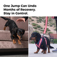 Load image into Gallery viewer, Dog Hind Leg Lift Harness