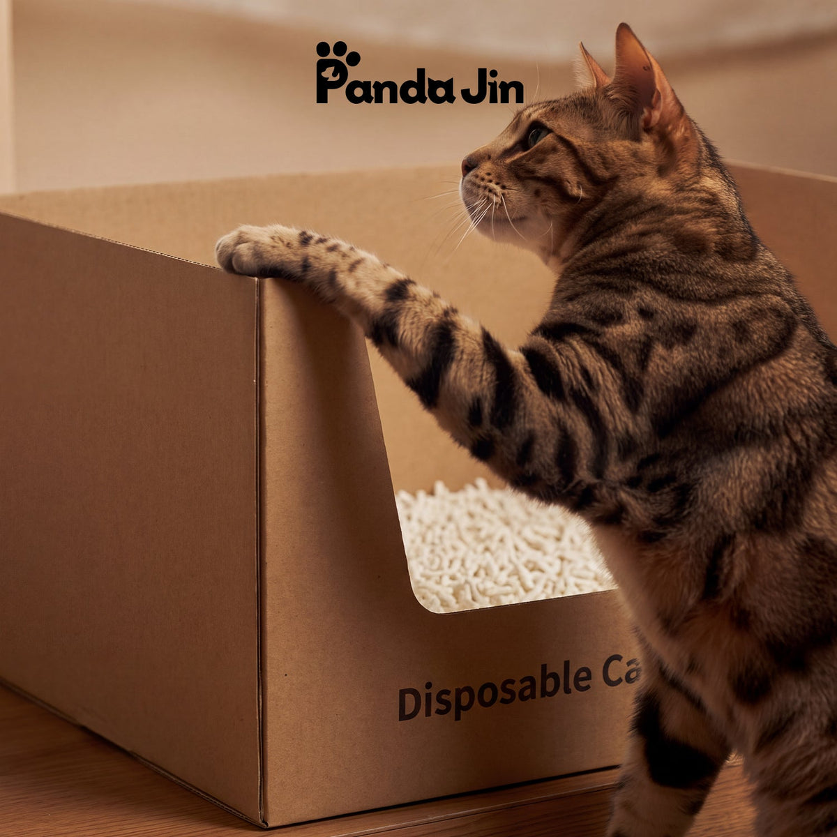 How to Introduce a Disposable Litter Box