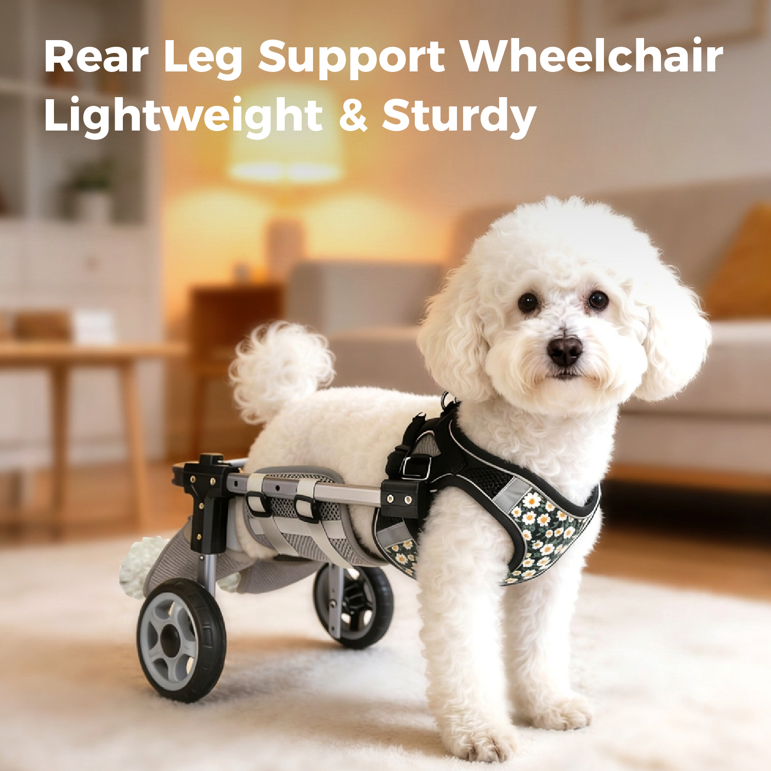 A small white poodle stands in a softly lit living room wearing a rear leg support wheelchair. The wheelchair has black wheels, a gray frame, and a black harness with small light-colored floral or star-like accents.