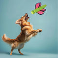 Load image into Gallery viewer, Interactive Launch & Fetch Dog Toy – Squeaky & Fun
