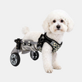 Load image into Gallery viewer, A small white poodle wearing a black and gray dog wheelchair harness with three wheels, photographed against a clean light gray studio background.
