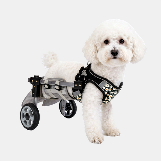 A small white poodle wearing a black and gray dog wheelchair harness with three wheels, photographed against a clean light gray studio background.
