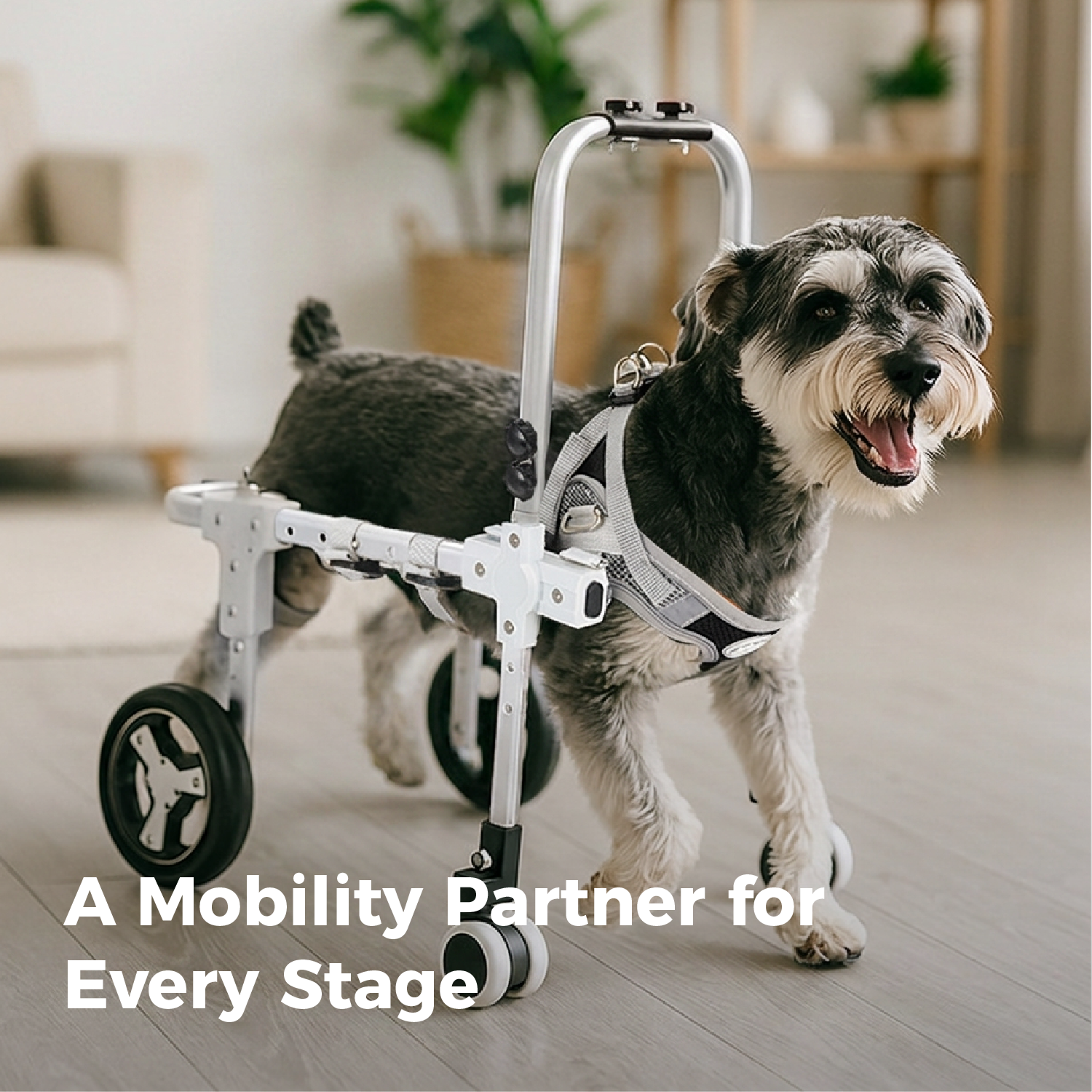 Adjustable 4/2-Wheel Full-Support Dog Wheelchair for Small Dogs