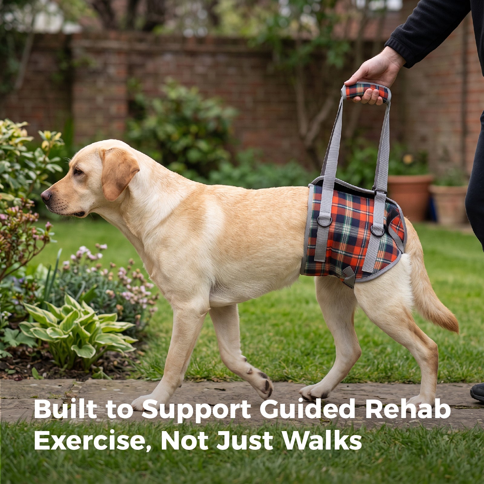 Pandajin-Dog Rear Leg Lift Support Harness